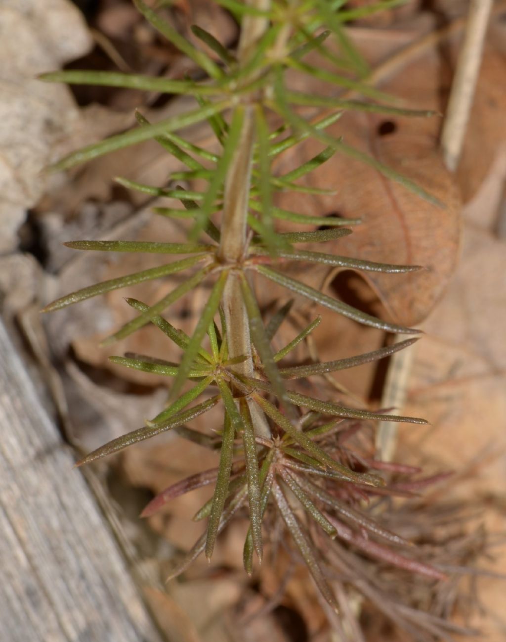 Galium verum